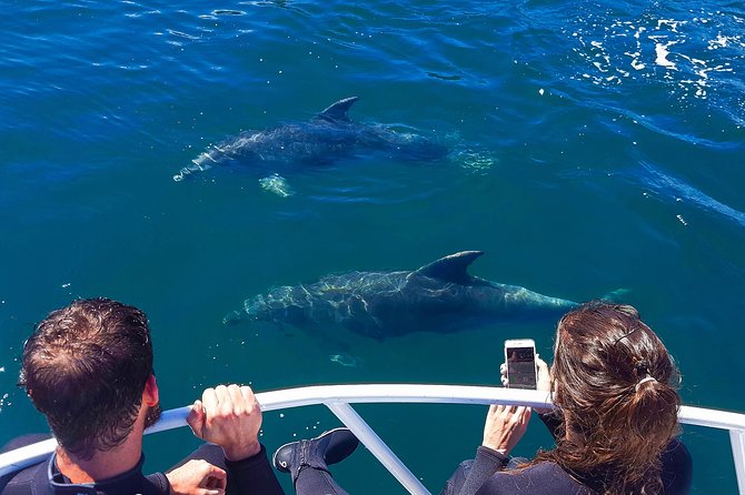 Half-Day Dolphin Viewing Eco-Tour From Picton - Overview of Dolphin Viewing Eco-Tour