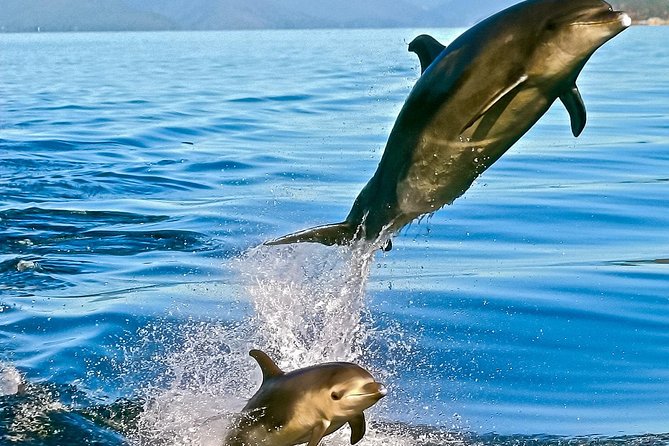 Half-Day Dolphin Viewing Eco-Tour From Picton - Importance of Conservation in Marlborough Sounds