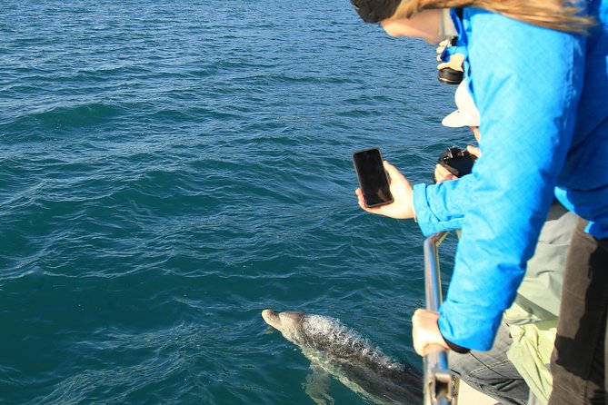 Half-Day Dolphin Viewing Eco-Tour From Picton - Wildlife Spotting: Five Dolphin Species