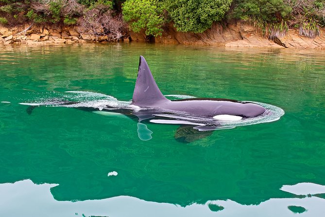 Half-Day Dolphin Viewing Eco-Tour From Picton - Additional Information for Tour Participants