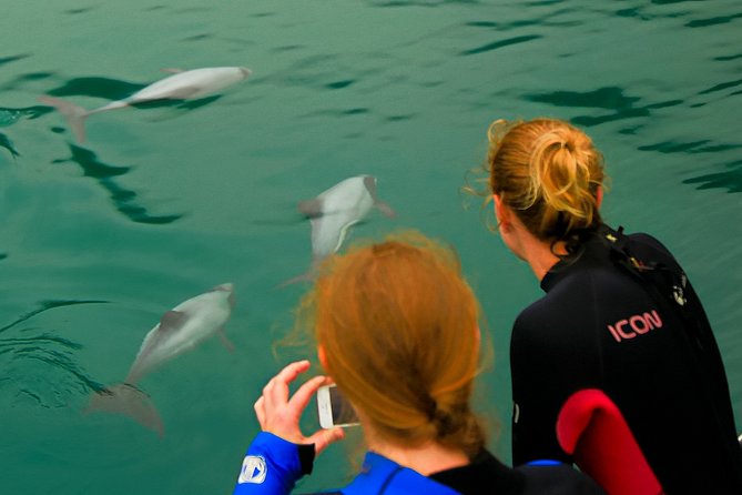 Half-Day Dolphin Viewing Eco-Tour From Picton - Cancellation Policy and Weather Considerations