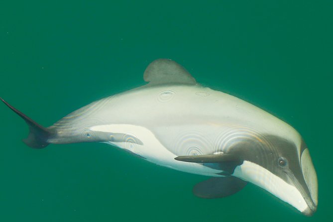 Half-Day Dolphin Viewing Eco-Tour From Picton - Common Questions