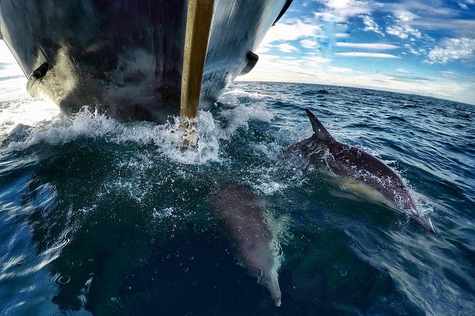 Half Day Dolphin Watching Cruise - Overview and Features