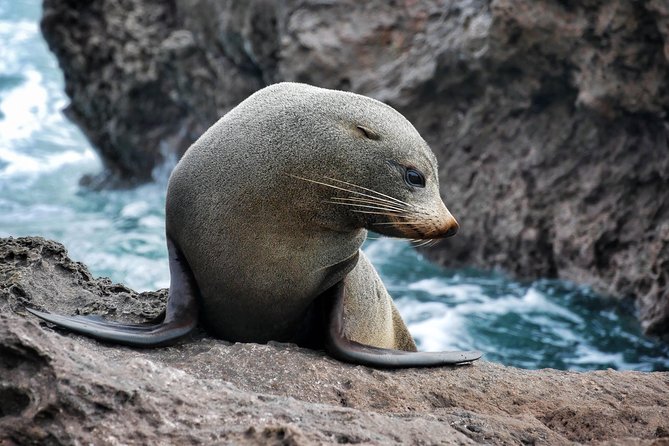 Half Day Dolphin Watching Cruise - The Sum Up