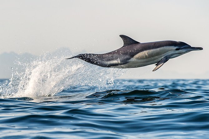 Half Day Dolphin & Wildlife Cruise - Tauranga - Common Questions