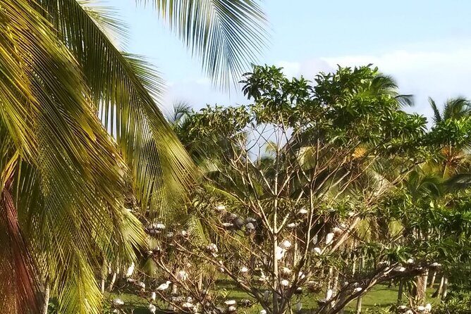 Half day Dominican Safari Experience ... / Half day Safari Excursion - Tropical Fruits & Local Products