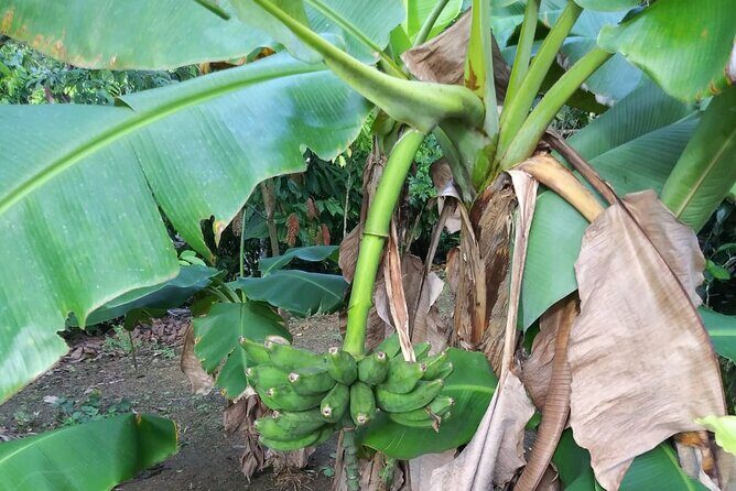 Half day Dominican Safari Experience ... / Half day Safari Excursion - Cultural Insights & Authentic Interactions