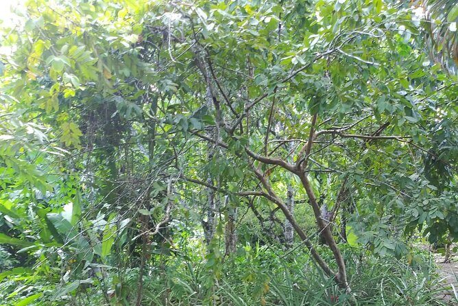 Half day Dominican Safari Experience ... / Half day Safari Excursion - Final Stop & Return