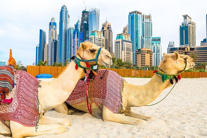 Half Day Dubai City Tour and Evening Desert Safari Combo - Desert Safari Adventure