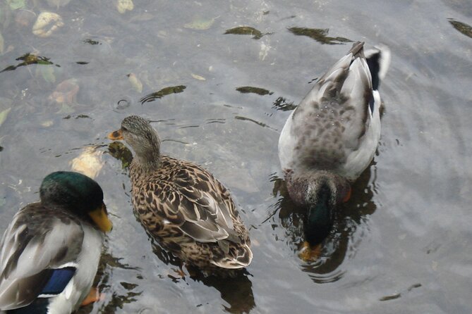 Half Day Dubrovnik Countryside Gastro Experience - Frequently Asked Questions