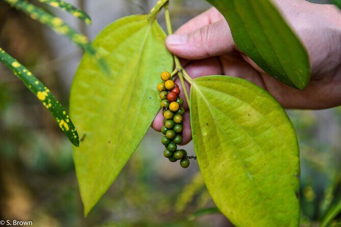 Half-Day Eco Punting and Village Backwater Cruise from Cochin - Good To Know