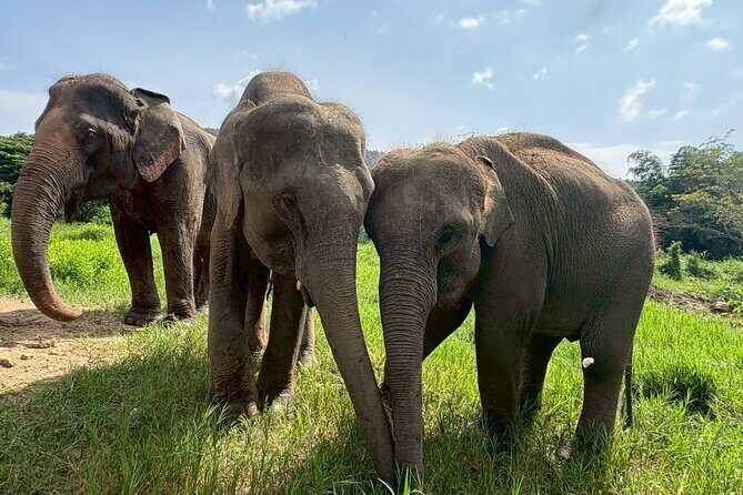 Half Day Elephant care and Whitewater Rafting Adventure - Authentic Insights from Reviewers