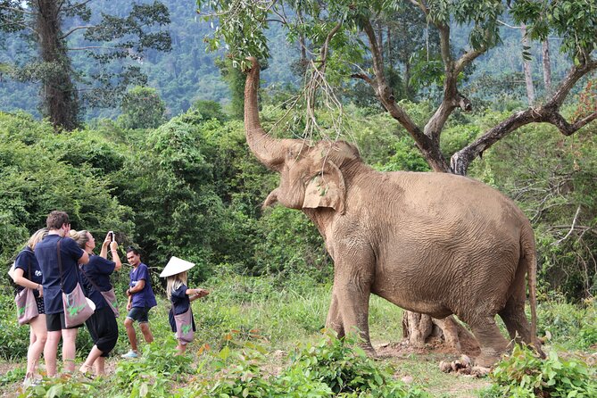 Half Day Elephant Home Sanctuary in Samui - Tour Operator and Group Size