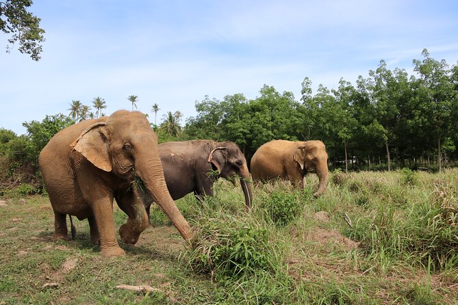 Half Day Elephant Home Sanctuary in Samui - Interacting With Elephants