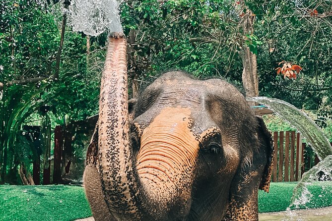 Half Day Elephant Home Sanctuary in Samui - Additional Information and Policies