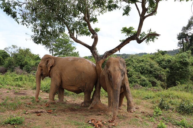 Half Day Elephant Home Sanctuary in Samui - Cancellation Policy