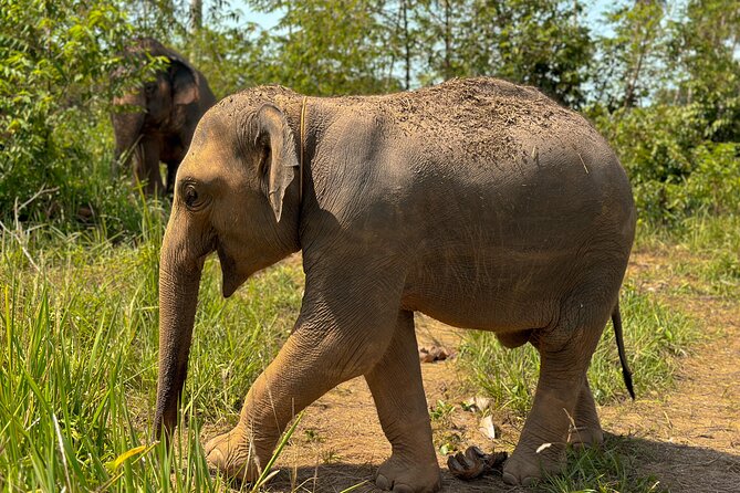 Half Day Elephant Home Sanctuary in Samui - Common Questions