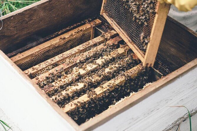 Half day Ethnic Elephant Sanctuary and Bee Farm - The Sum Up