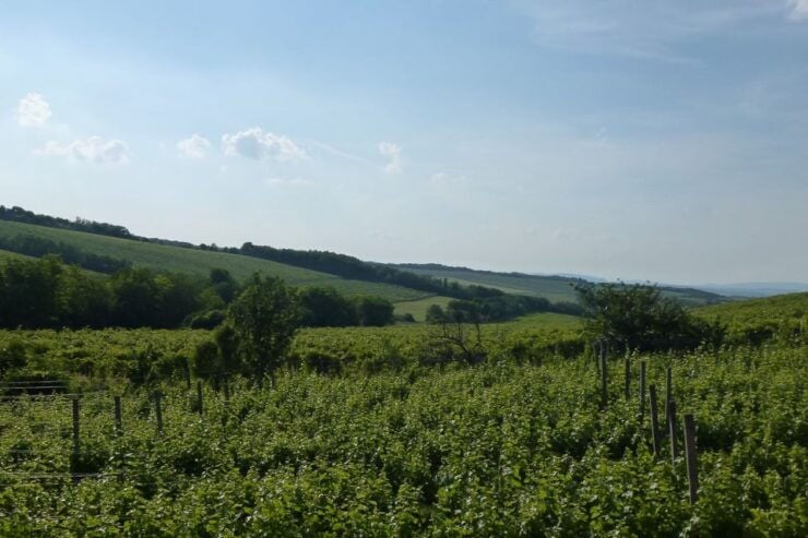 Half-Day Etyek Wine Tour From Budapest With Meal - Winery Visits and Tastings
