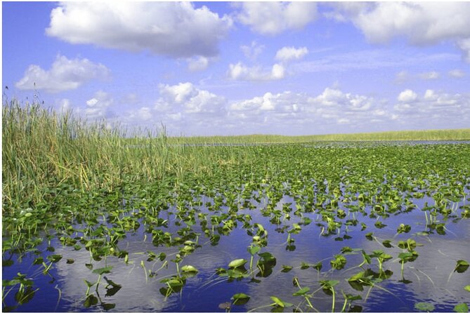 Half-Day Everglades Airboat Tours and Transportation - Tour Overview and Logistics