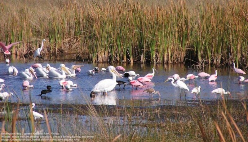 Half-Day Everglades Airboat Tours and Transportation - The Itinerary in Detail