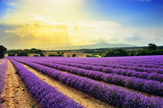 Half-Day Excursion to the Lavender Fields From Avignon - What to Expect