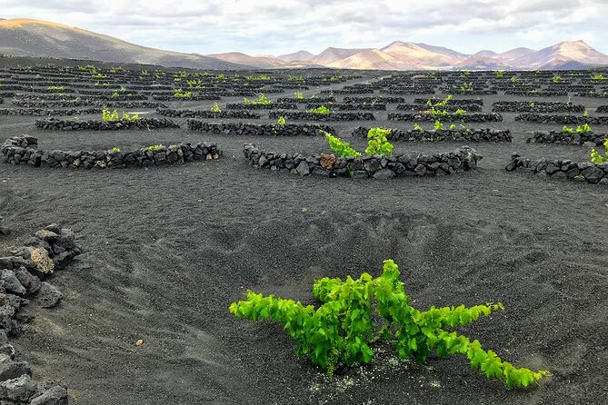 Half Day Excursion to the Timanfaya National Park and the Volcanoes  - Lanzarote - Hotel Pickup and Admission Included
