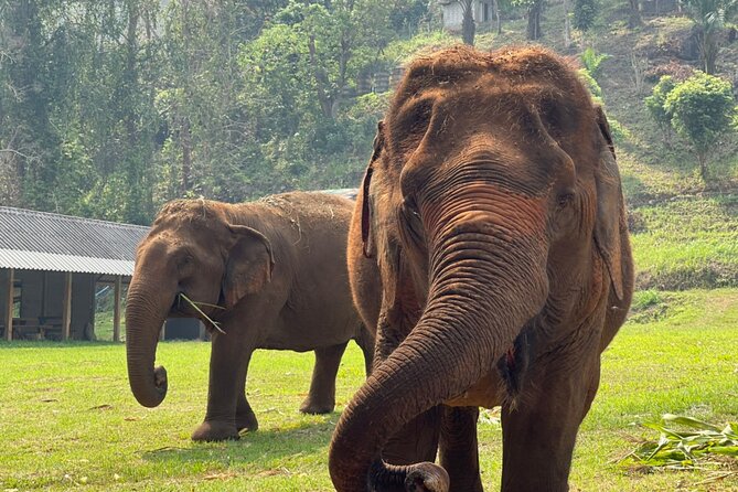 Half Day Experience Rescue Elephant Centre in Chiang Mai - Overview and Tour Details