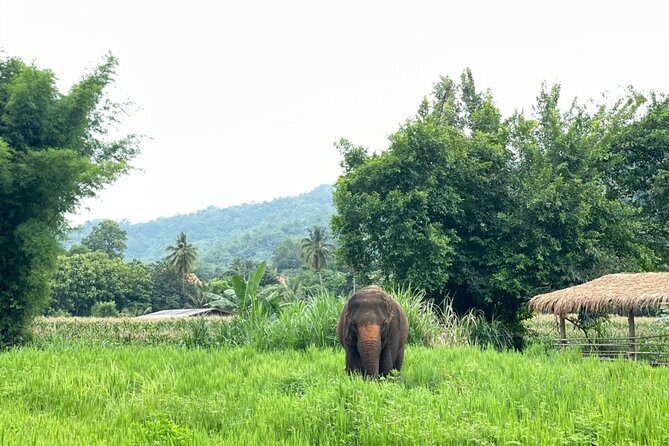 Half Day Experience Rescue Elephant Centre in Chiang Mai - Positive Reviews and Testimonials