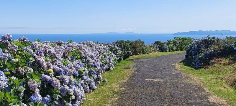 Half Day Faial Island Tour - Good To Know