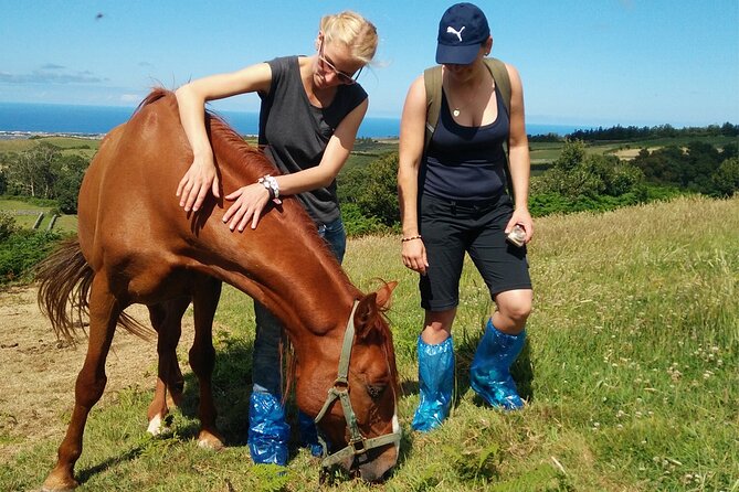 Half-Day Farm Visit and Cow Milking Experience - Farm Overview
