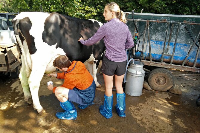 Half-Day Farm Visit and Cow Milking Experience - Farm-to-Table Experience