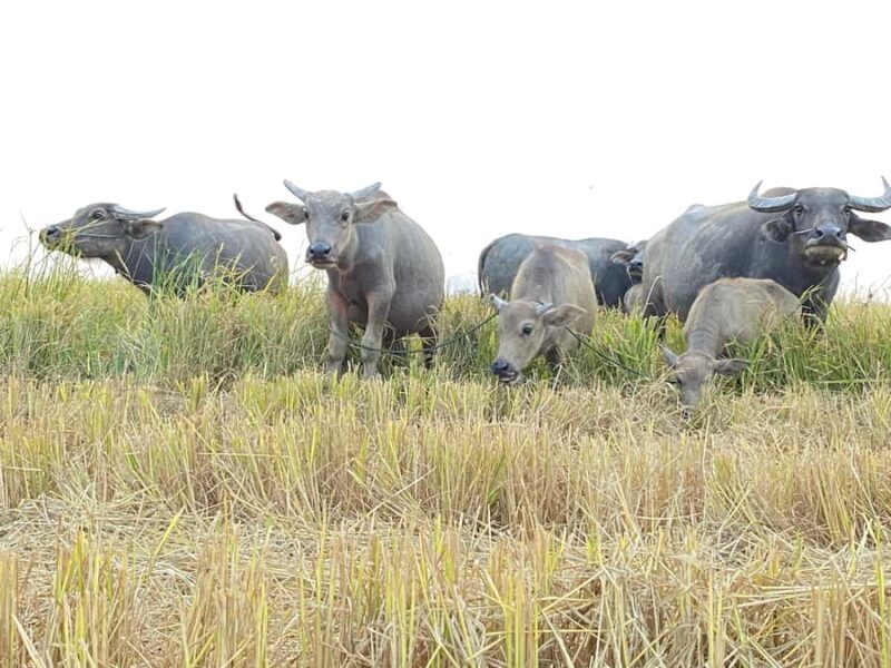 Half-Day: Floating Village Kampong Pluk Incl. Guide & Boat - The Sum Up