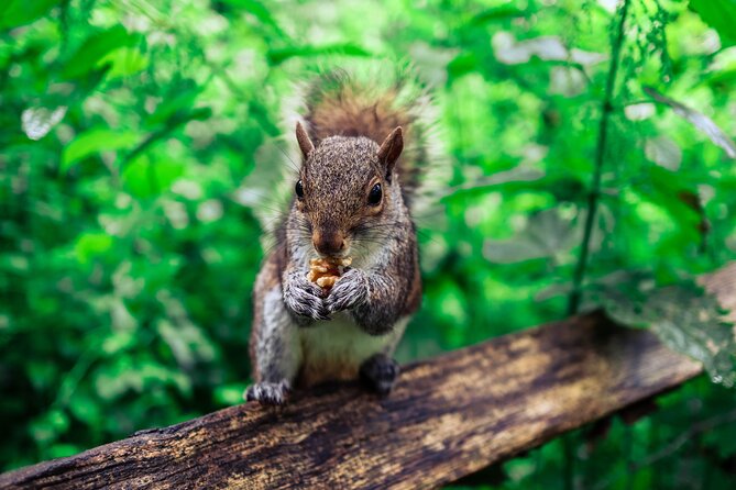 Half-day Forest Bathing and Yoga in Brightons Woodlands - Host Responses
