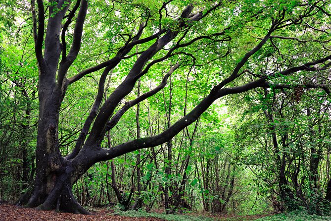 Half-day Forest Bathing and Yoga in Brightons Woodlands - Directions and Recommendations