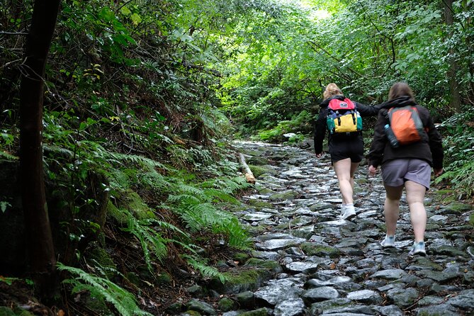 Half Day Forest Bathing in Hakone Geopark - Non-Refundable Cancellation Policy