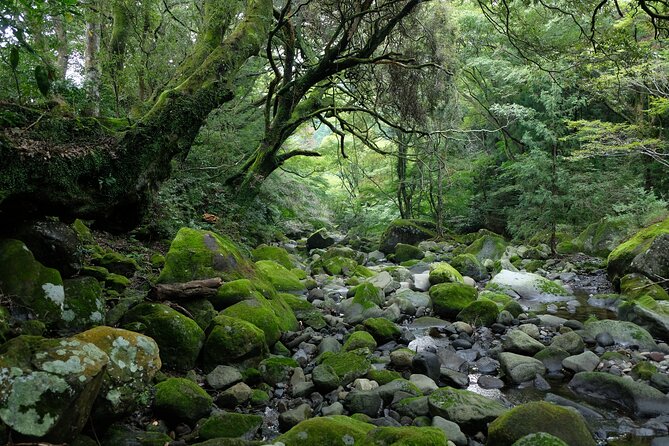 Half Day Forest Bathing in Hakone Geopark - Pricing and Reviews Overview