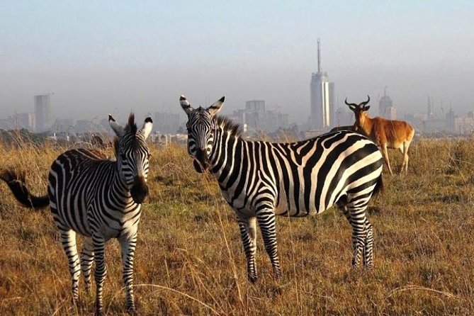 Half-Day Game Drive in Nairobi National Park With Hotel Pickup - Maximum Travelers and Confirmation
