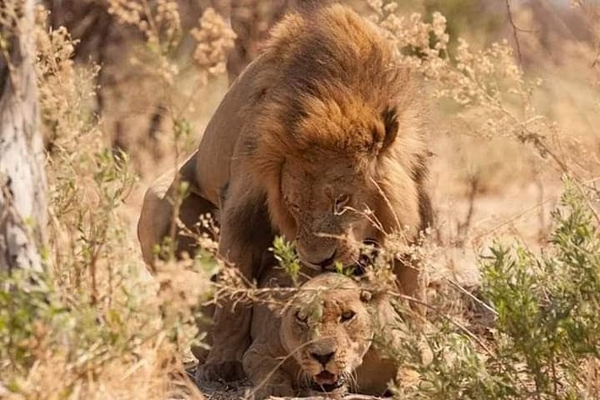Half-Day Game Drive in Nairobi National Park With Hotel Pickup - Accessibility and Infants Policy