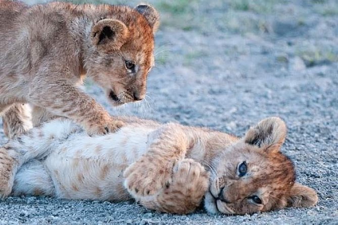Half-Day Game Drive in Nairobi National Park With Hotel Pickup - Health Restrictions and Participation