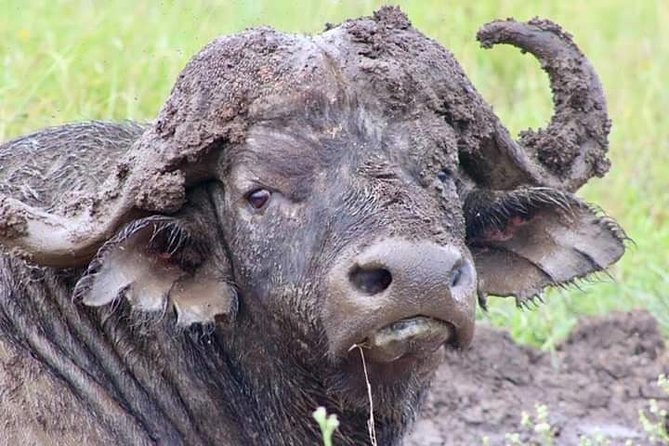 Half-Day Game Drive in Nairobi National Park With Hotel Pickup - Pricing Details and Variations