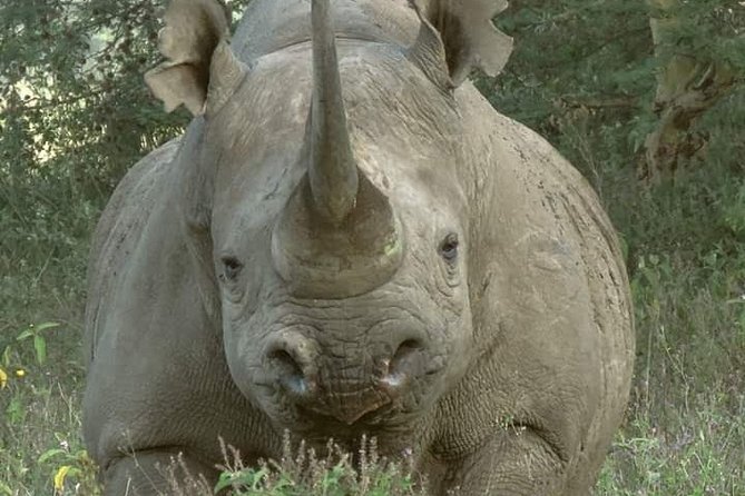 Half-Day Game Drive in Nairobi National Park With Hotel Pickup - Free Cancellation and Reservation Option