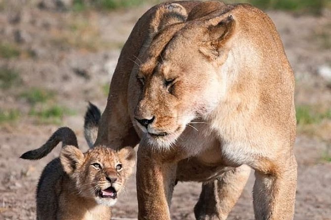 Half-Day Game Drive in Nairobi National Park With Hotel Pickup - Booking Options and Payment Methods
