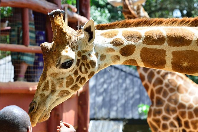 Half Day Giraffe Center Nairobi - Included Services