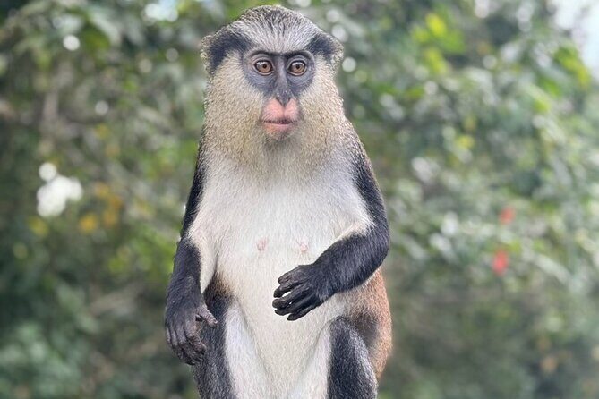 Half-Day Grenada Tour With Easy - Good To Know  