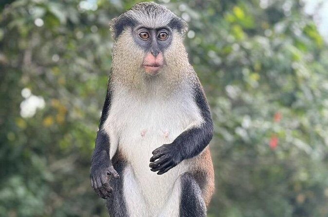 Half-Day Grenada Tour With Easy - FAQ  