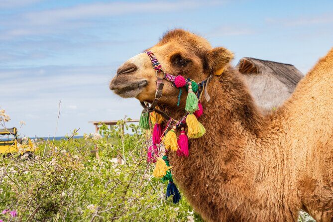 Half Day Guided Camel Safari in Cabo San Lucas - What’s Included and What’s Not?