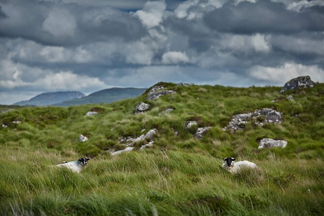 Half-Day Guided Derrygimlagh Bog Looped Walk in Connemara - Overview and Highlights