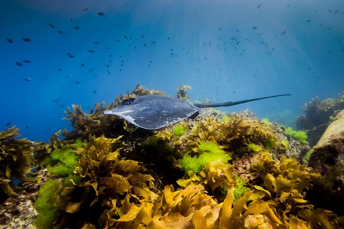 Half Day Guided Dive Tour, Goat Island Marine Reserve - Spot a Variety of Fish