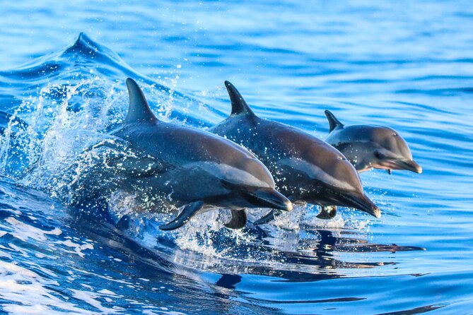Half Day Guided Dolphin Watching & Snorkelling Experience CR - Good To Know